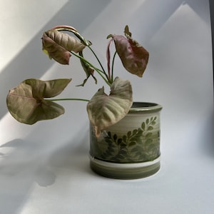 May include: A Syngonium plant with pinkish-green arrow-shaped leaves potted in a cylindrical ceramic planter. The planter features a gradient of sage green and white with a dark green painted fern leaf pattern encircling the exterior surface.