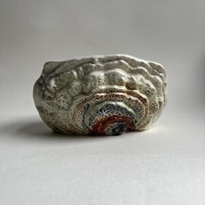 May include: A white ceramic planter with a textured, shell-like design. The planter has a brown, red, and gray swirl pattern in the center.