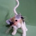 see more listings in the CATS, DOG , BIRDS,INSECT section