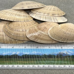 以下が含まれることがあります： 茶色い縞模様のあるベージュ色のハマグリ貝の殻が8つ集められています。貝殻は積み重ねられており、一番下の貝殻が一番大きく、一番上の貝殻が一番小さいです。貝殻の下には定規が置かれており、1から10までの数字が見えます。