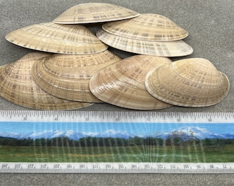 Handpicked Sunray Venus Shells: Sanibel & Marco Island Craft Shells