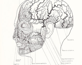 Diagram of face | Etsy