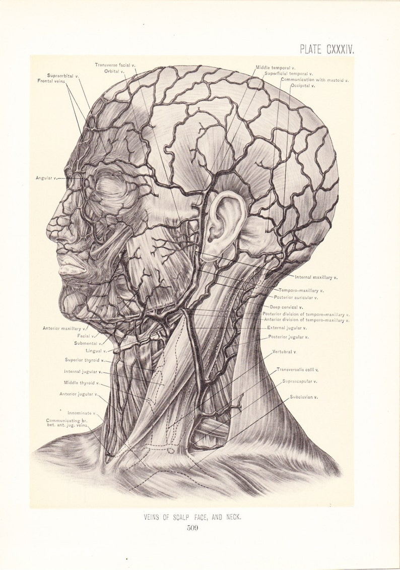 Scalp Anatomy - Anatomy Drawing Diagram