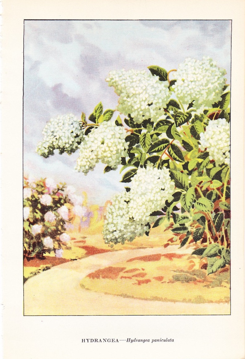 1926 Vintage GARDEN FLOWER /"CARNATION/" GORGEOUS COLOR Art Print Lithograph