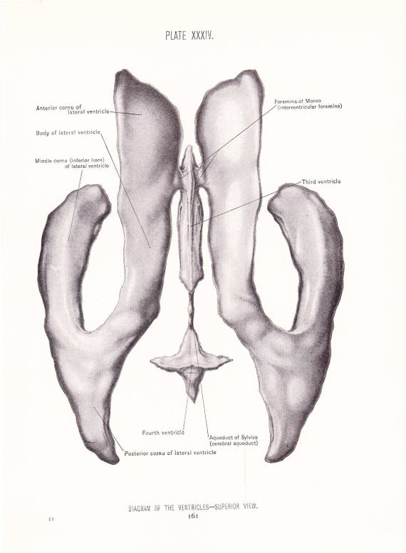 Anatomy 1926 Human Anatomy Print Ventricles Of Brain Vintage Antique Medical Anatomy Art Illustration For Doctor Hospital Office