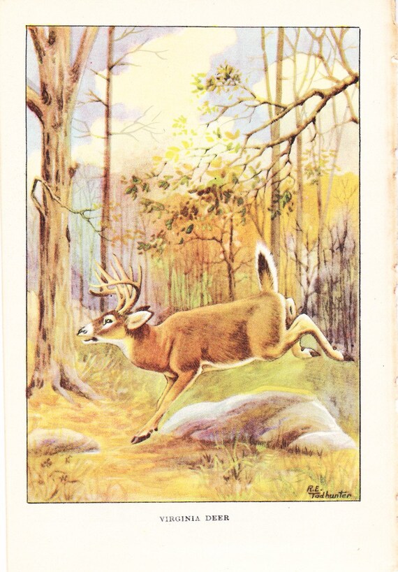 1926 Vintage ANIMALS /"FLYING SQUIRREL/" GORGEOUS COLOR Art Print Plate Lithograph