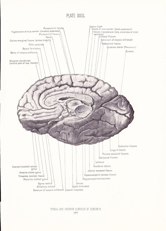 Anatomy 1926 Human Anatomy Print Median Inferior Surfaces Cerebrum Brain Vintage Antique Medical Illustration Doctor Hospital Office