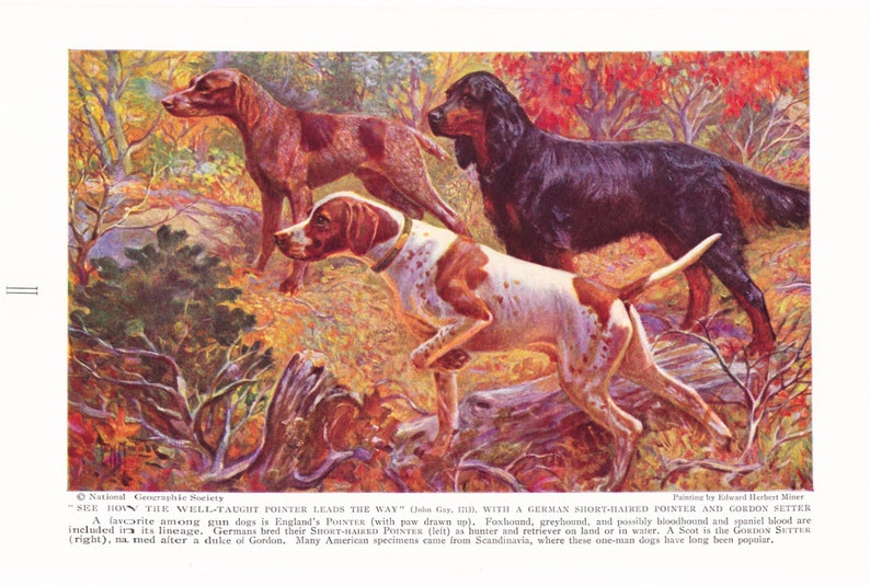 1930s English Short Haired Pointer Gordon Setter Dog Print Etsy