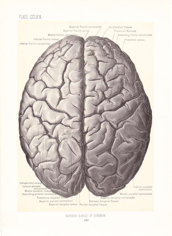 1899 Human Anatomy Print Superior Surface Of Cerebrum Brain Vintage Antique Medical Anatomy Art Illustration For Doctor Hospital Office