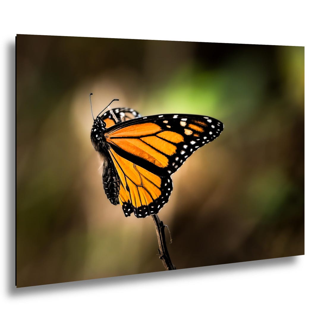 Monarch Butterfly Fine Art Print - Wildlife Photography - Etsy