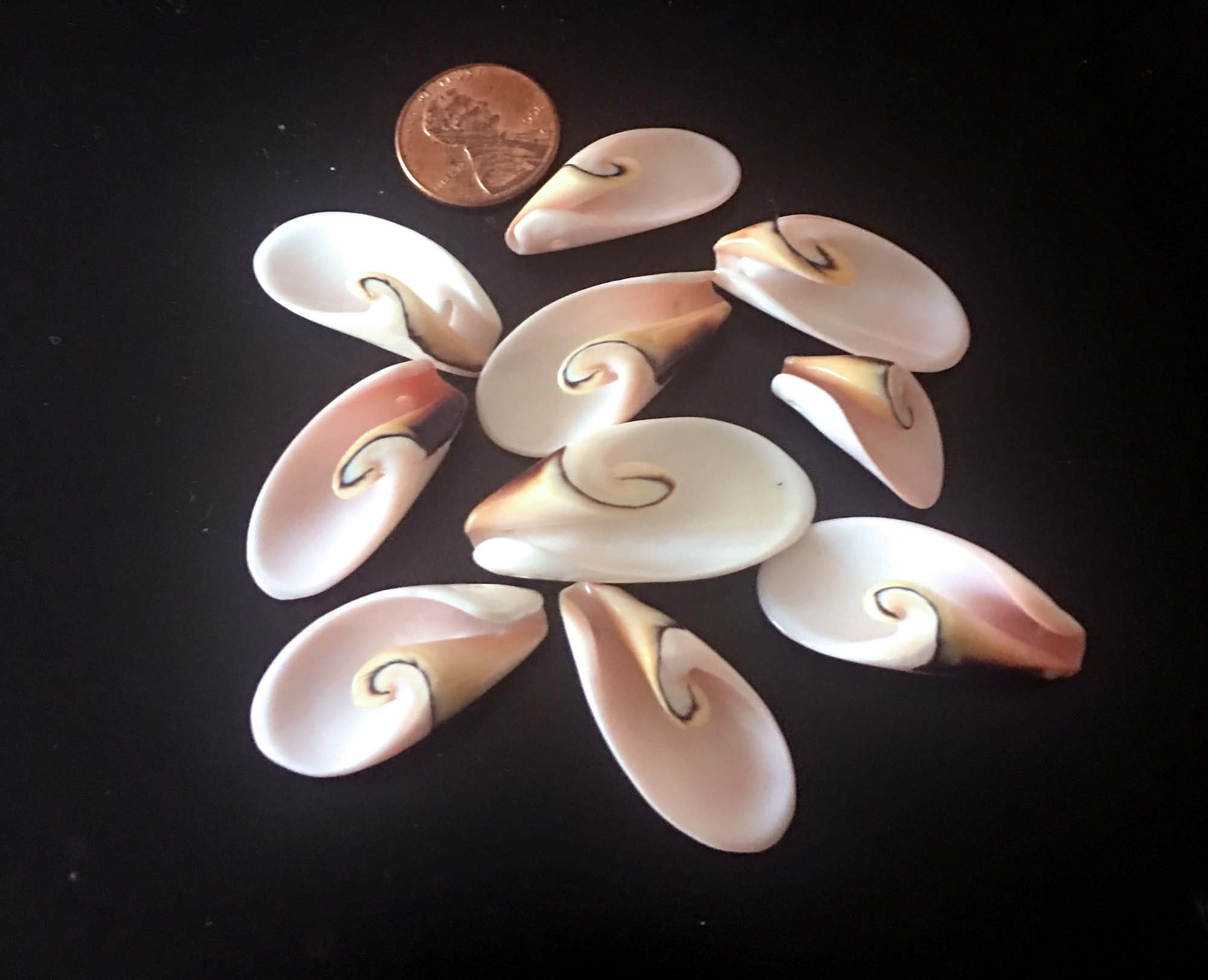 8 Natural Strombus Lily Cut Sea Shell Horn Seashells Beads 25-35mm ...