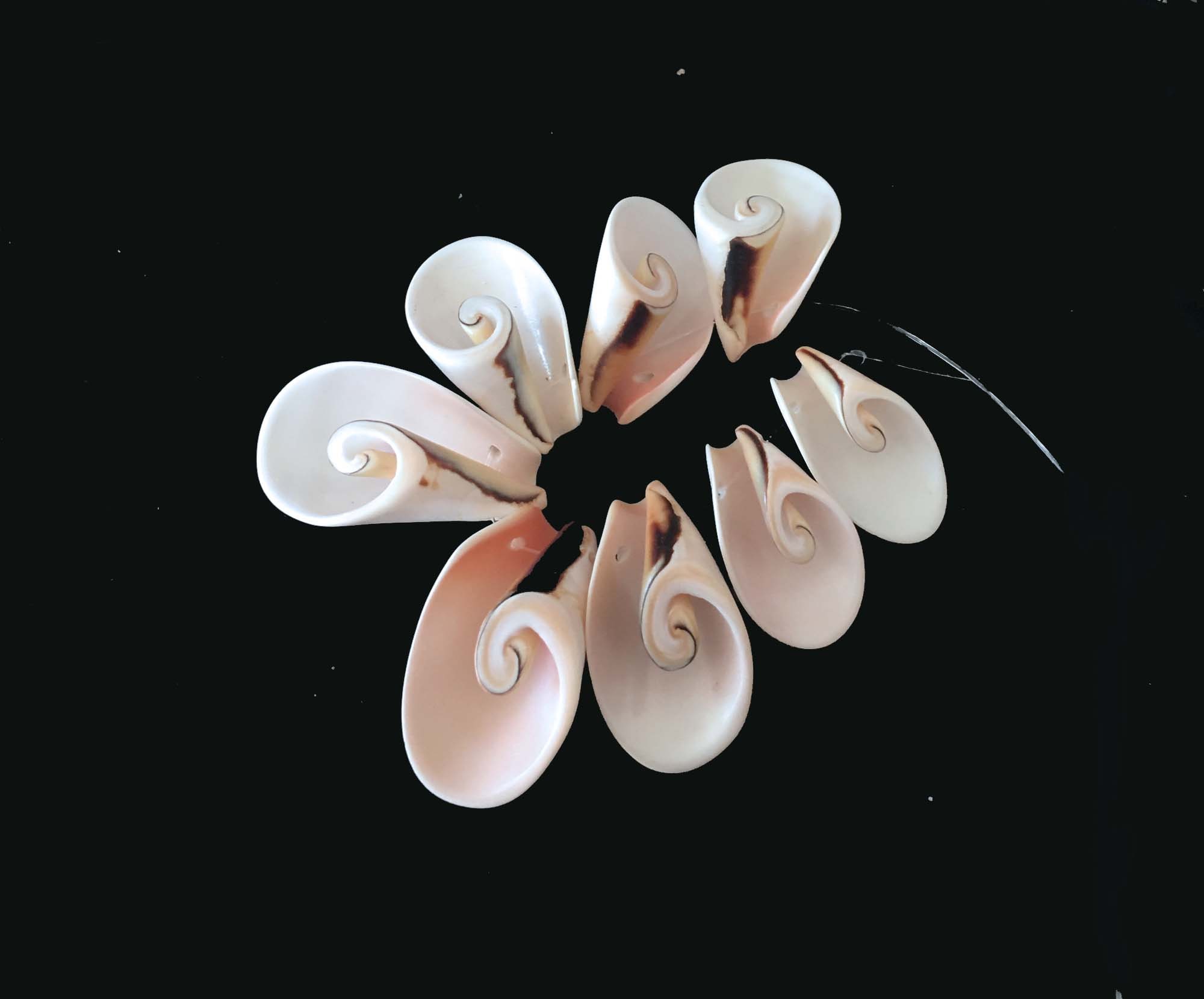 8 Natural Strombus Lily Cut Sea Shell Horn Seashells Beads 25-35mm ...