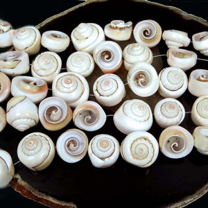 10 Shiva Eye Natural Spiral Pink Shell Beads15-21mm (e0154)