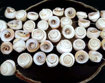 10 Shiva Eye Natural Spiral Pink Shell Beads15-21mm (e0154)