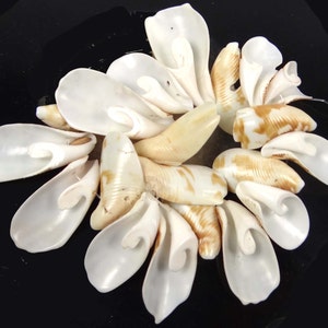 20-30mm Natural Sea Shell Horn Beads (20pcs)  (e7905)