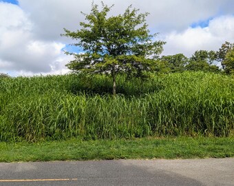Greenway Tree Digital Print