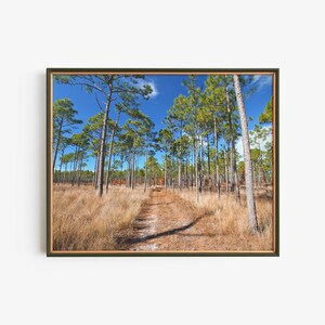 Puede incluir: Un camino de tierra serpentea a través de un bosque de altos pinos esbeltos. Los árboles son principalmente verdes, con algunas agujas marrones en el suelo. El cielo es azul y hay algunas nubes blancas en la distancia.