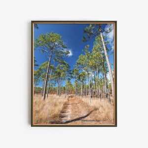 Puede incluir: Un camino de tierra serpentea a través de un bosque de altos pinos esbeltos con agujas verdes. El camino conduce a un claro en la distancia. El cielo es de un azul brillante con algunas nubes blancas.