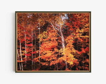 Arte mural imprimible de bosque otoñal, descarga digital de vibrantes hojas de otoño, fotografía de arces, decoración natural acogedora