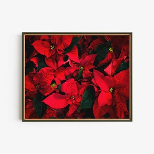 Weihnachtsstern Blumen, Weihnachten und Winter botanischen Digitaldruck, Instant Download