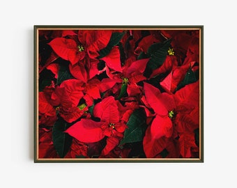赤いポインセチアのクリスマス絵画、印刷可能な壁アート、暗い冬の花の