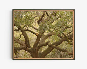 Ancient Oak Tree Fine Art Photography Print, Woodland Nature Wall Art, Rustic Forest Home Decor, Live Oak Tree, Charleston, Savannah