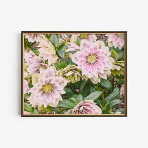Hellebores Botanical Print Digital Download, Floral Cottagecore Printable Artwork