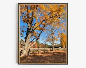 May include: A framed photograph of an autumnal landscape. Trees with bright yellow leaves fill the frame, set against a clear blue sky. A wooden fence and colourful foliage add depth to the picturesque outdoor scene.