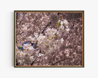 Impresión de arte mural de flor de cerezo, fotografía de flor de sakura rosa, decoración primaveral para el hogar, obra de arte floral botánica