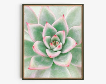Succulent Digital Download, Botanical Printable Wall Art, Green Pink Echeveria Print, Minimalist Plant Art, Nature Home Decor, Instant Print