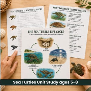 Op de afbeelding: Drie educatieve werkbladen over zeeschildpadden met de titels Trace and Write Sea Turtle Species, Meet Four Sea Turtle Species en The Sea Turtle Life Cycle, voorzien van illustraties van eieren, pasgeboren schildpadden en volwassen exemplaren.