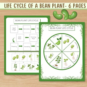 Puede incluir: Dos gráficos educativos que ilustran el ciclo de vida de una planta de judías. Los gráficos muestran las etapas de crecimiento, desde la semilla hasta la planta adulta, con el texto "LIFE CYCLE OF A BEAN PLANT - 6 PAGES" en la parte superior.