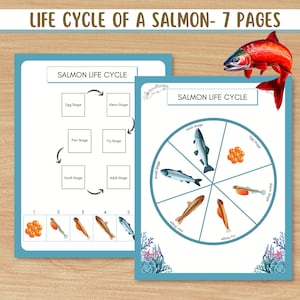 May include: Educational chart titled "LIFE CYCLE OF A SALMON - 7 PAGES". The chart illustrates the salmon life cycle with diagrams and text. A vibrant red salmon graphic is at the top. The chart is on a wooden background.