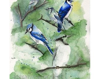 Spirit Guides Blue Jays fine art print 8x10