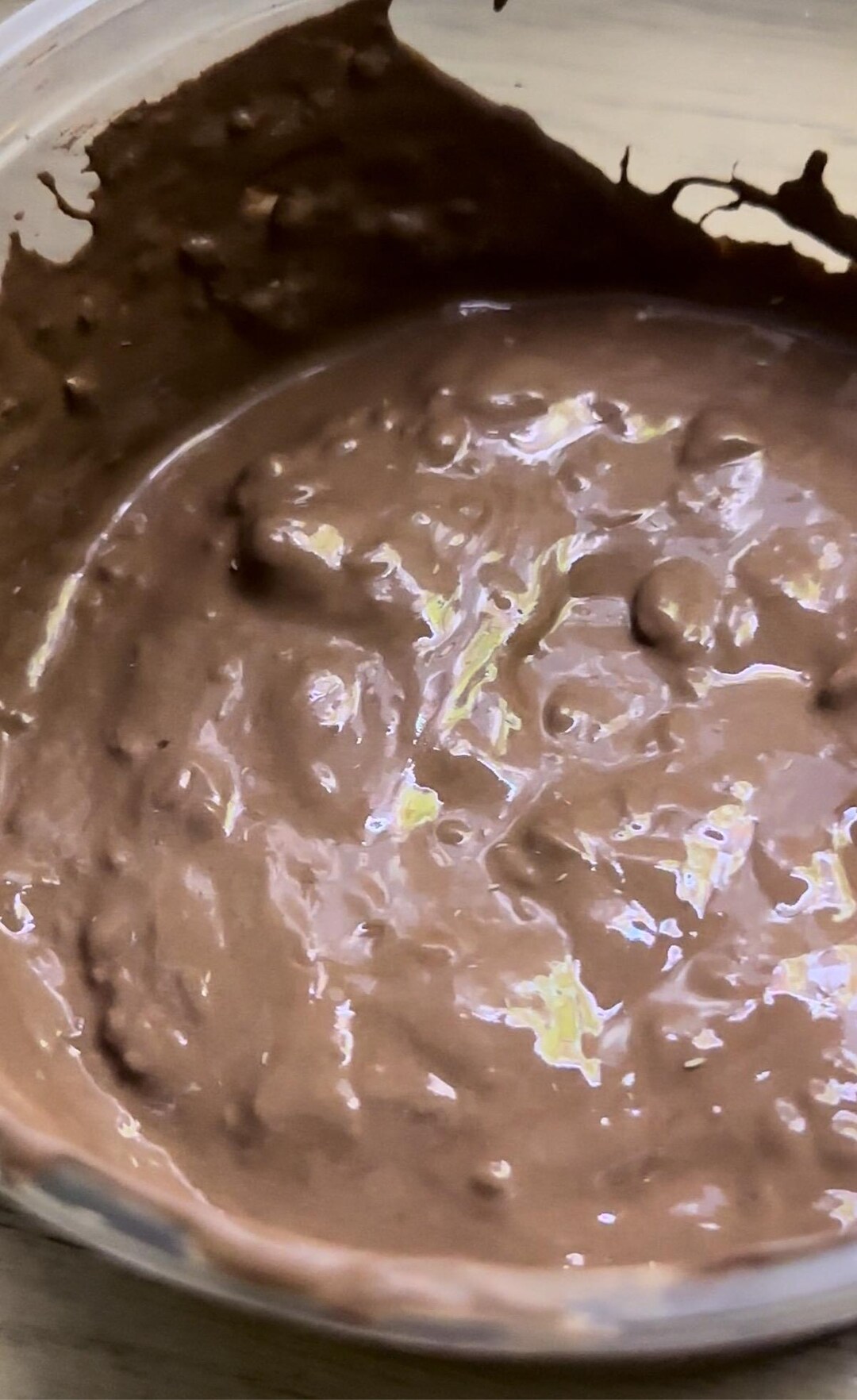 Springtail Starter Colony Springtails Clay Springtail Colonies ...