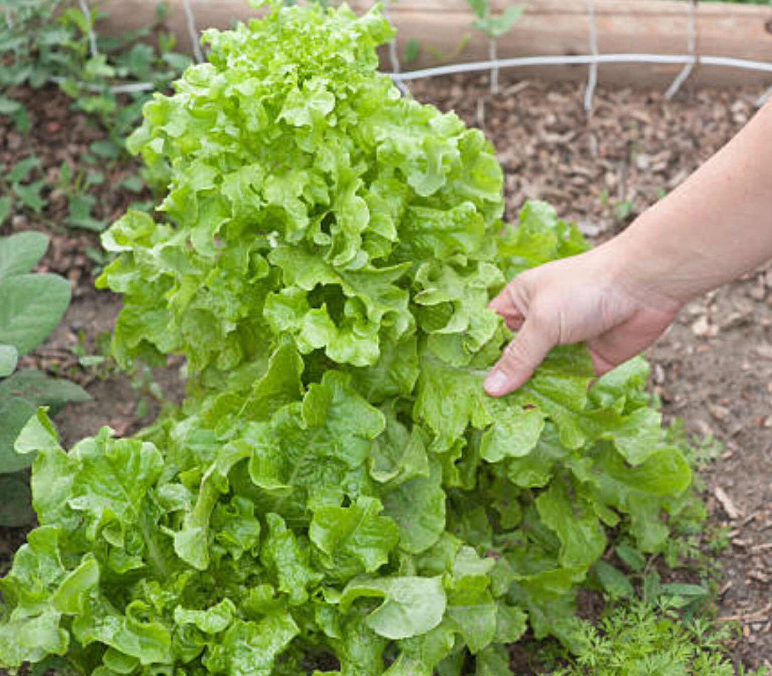 100 Seeds Burpee Bibb Seeds Lettuce for Vegetable Garden Etsy