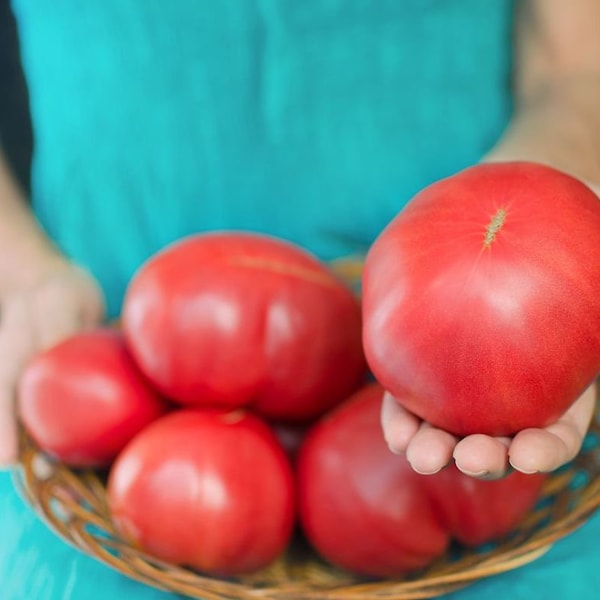 Bodacious Hybrid Tomato Seeds for Vegetable Garden 15 Seeds