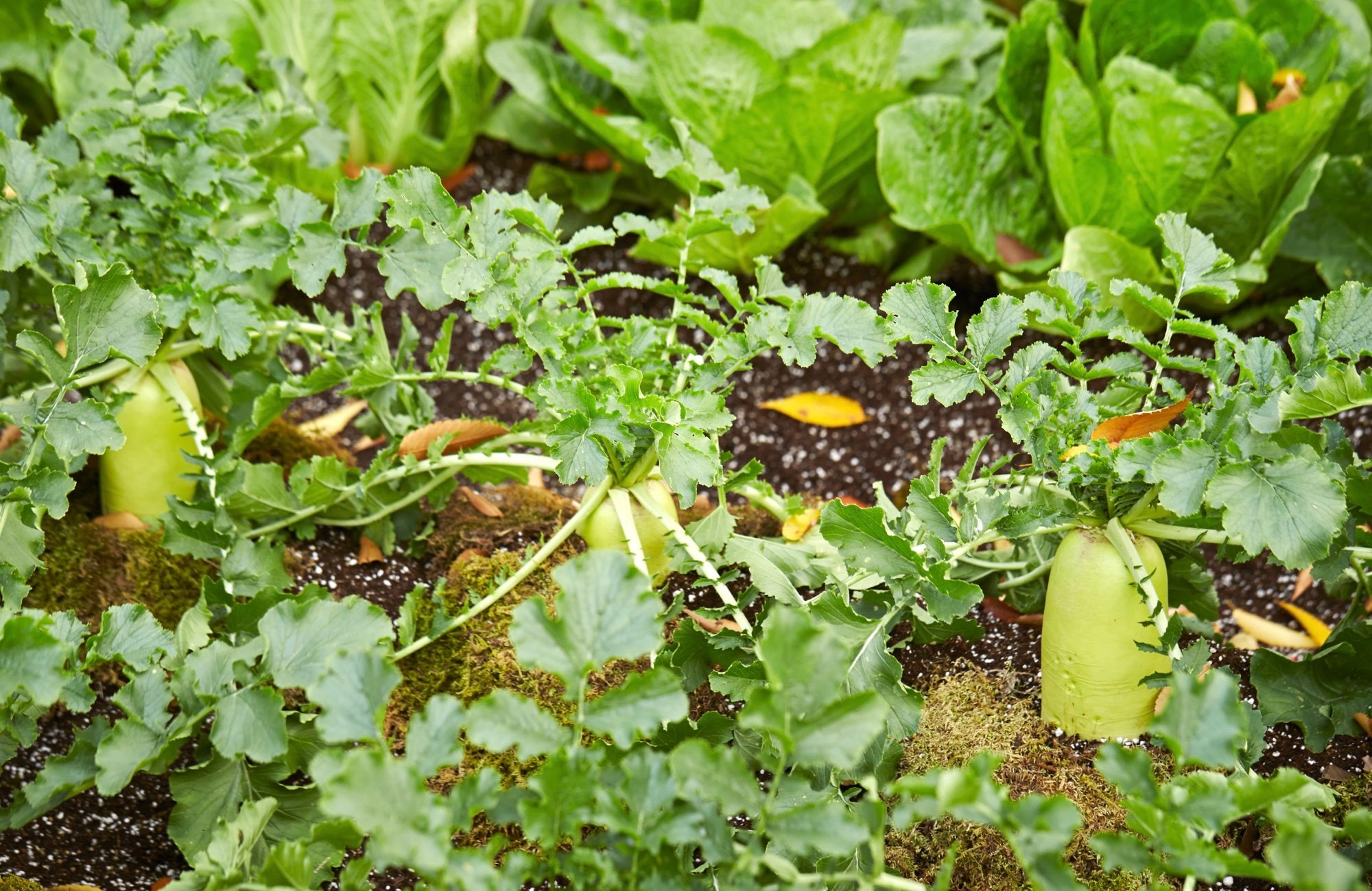 10 Lbs MAXI-RACK Big Daikon Forage Radish Seed – HUGE Food Plot For Deer, Hogs, Turkey