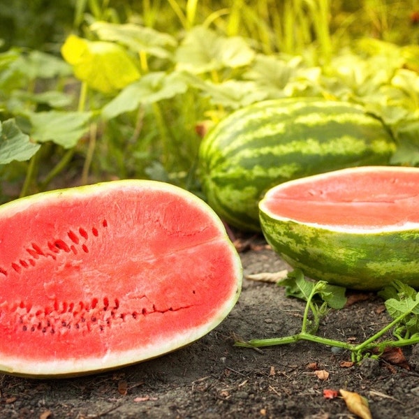 ORGANIC Allsweet Watermelon Seeds for Vegetable Garden 15 Seeds