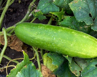 Picklebush Cucumber Seeds for Vegetable Garden 15 Seeds