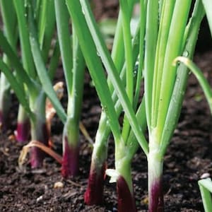 Seeds Bunching Onion Blushing Bunch Seeds for Vegetable Garden