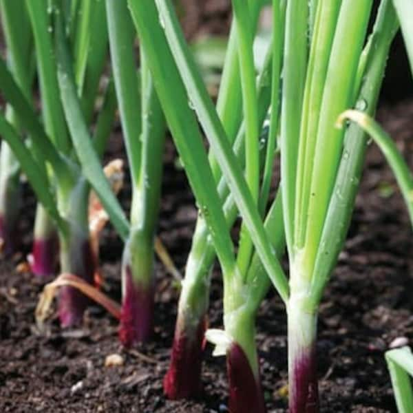 Seeds Bunching Onion Blushing Bunch Seeds for Vegetable Garden