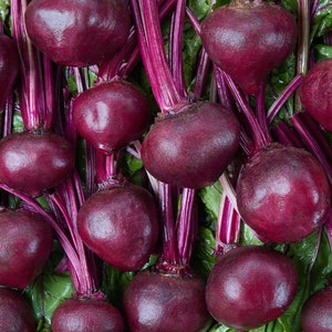 May include: A close-up of a group of red beets with their green leafy tops. The beets are arranged in a single layer, with their tops overlapping.