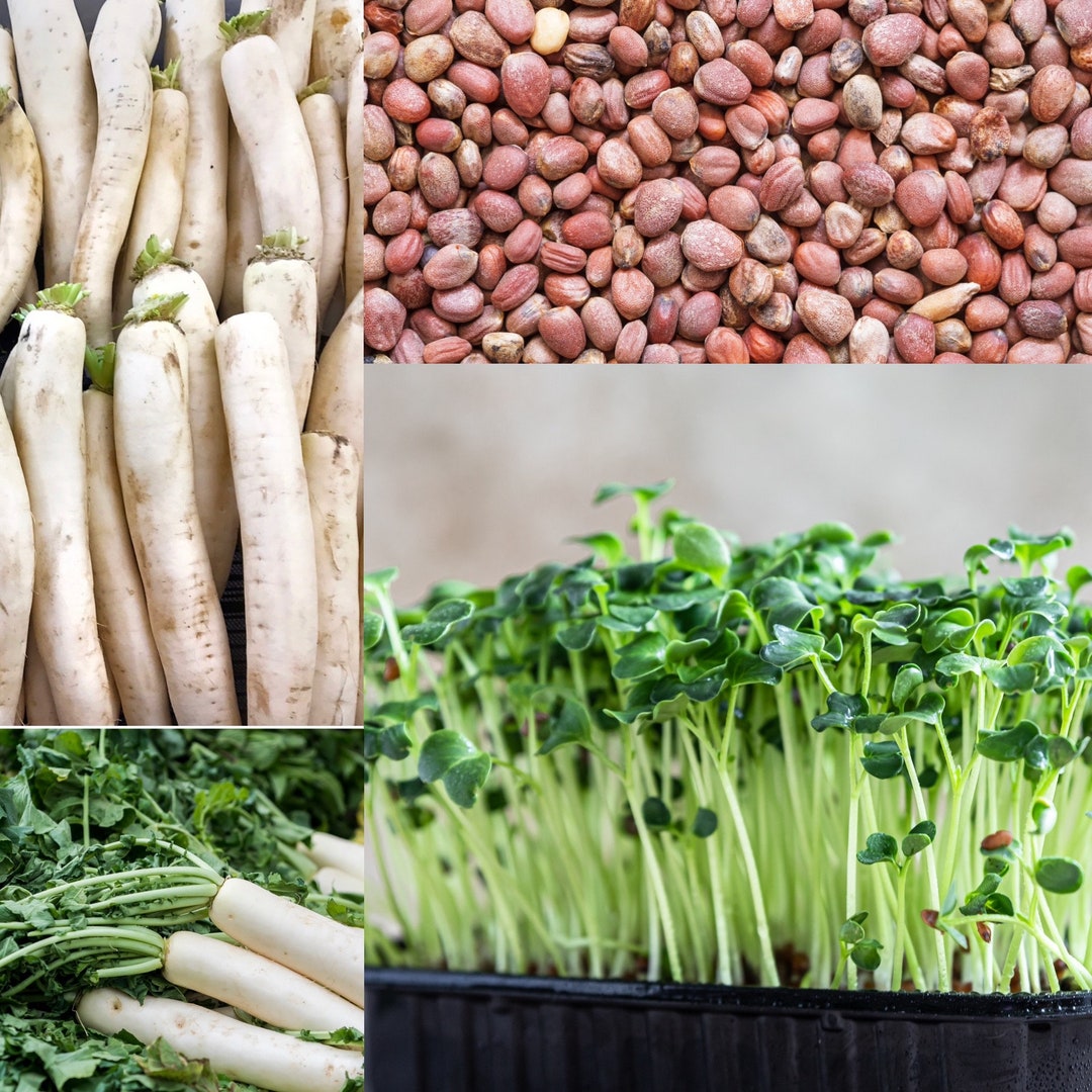 100 Seeds Daikon Radish Seeds Japanese White Radish Seeds for