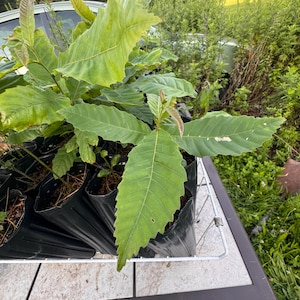 Seedlings Chestnut Tree Grown From Chinese Chestnuts Harvested Last Year and Stratified Over Winter