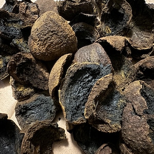 May include: Close-up of a collection of dried black walnuts. The walnuts have a rough, textured surface with a mix of brown, black, and tan colors. Some are whole, while others are broken, revealing the dark interior.
