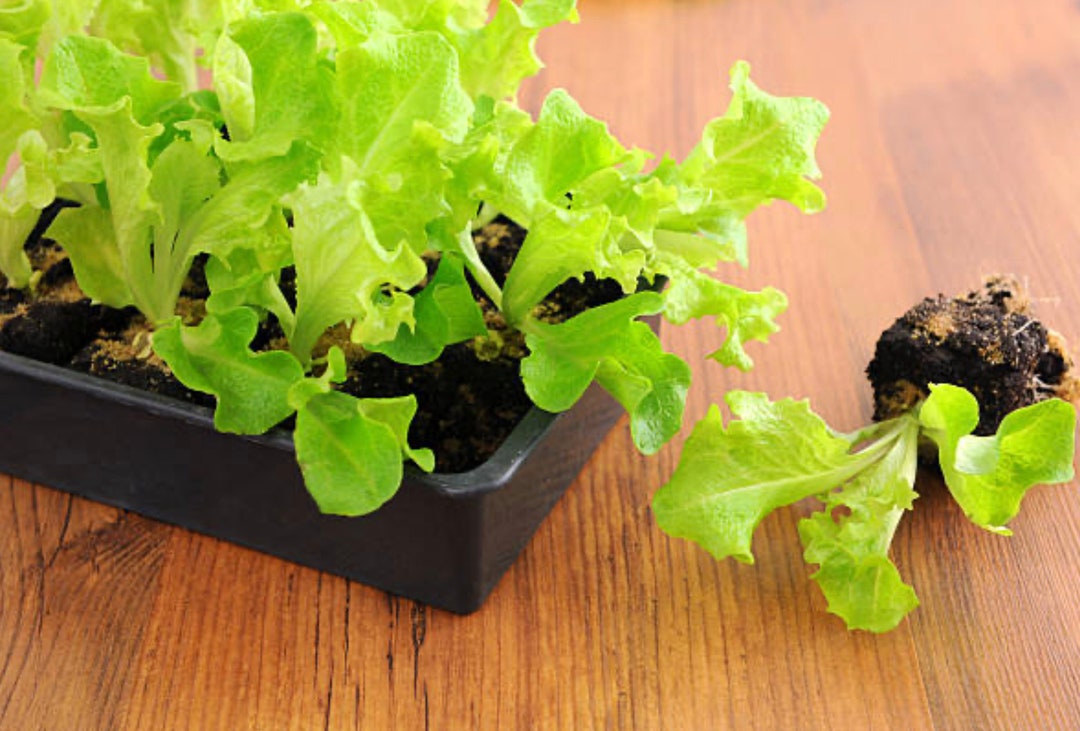 100 Seeds Burpee Bibb Seeds Lettuce for Vegetable Garden Etsy