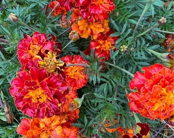 French Marigold Seeds 125+ French Marigold Sparky Mix Seeds - Brighten Your Garden with Golden Blooms Bulk Orders Accepted!