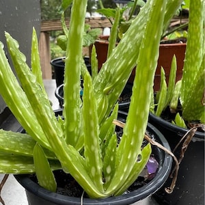 Aloe vera Plant, Succulent Plant, Medicinal Plant, Air Purifying, Air Cleaning, Herb, Wound Plant, Easy Care Plant, Bright Light Plant