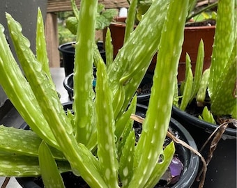 aloe vera deutschland kaufen Aloe vera (Echte Aloe) kaufen main image 0